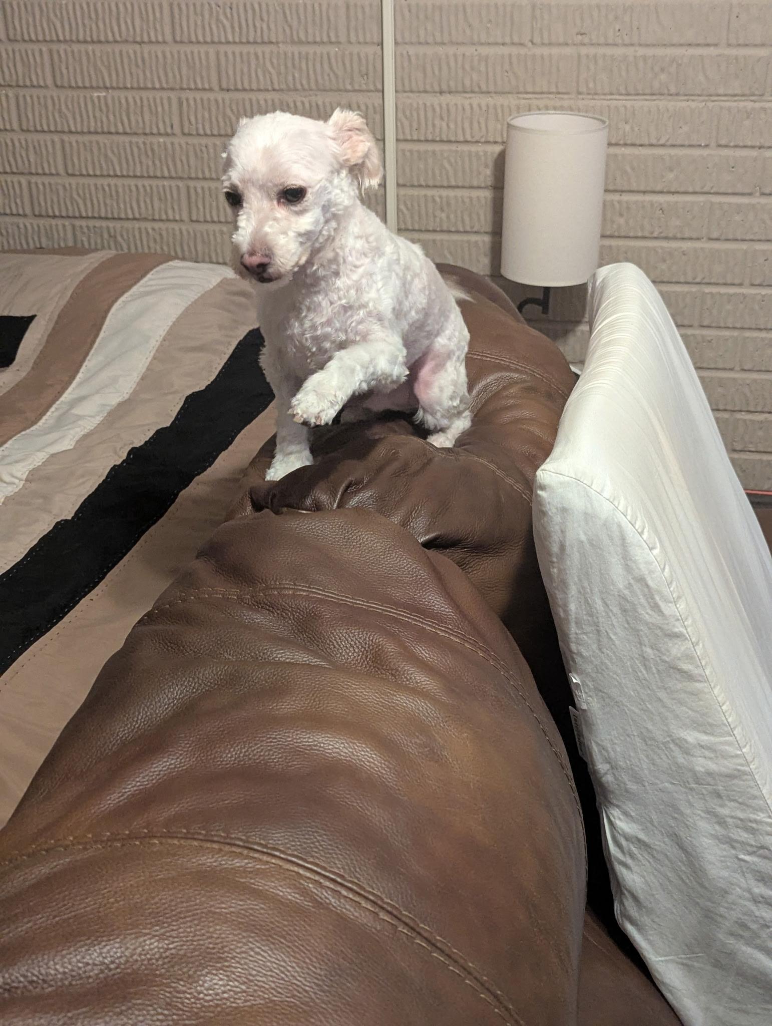 Bennie, a ADOPTABLE Maltipoo in Stockbridge, GA image 5/5