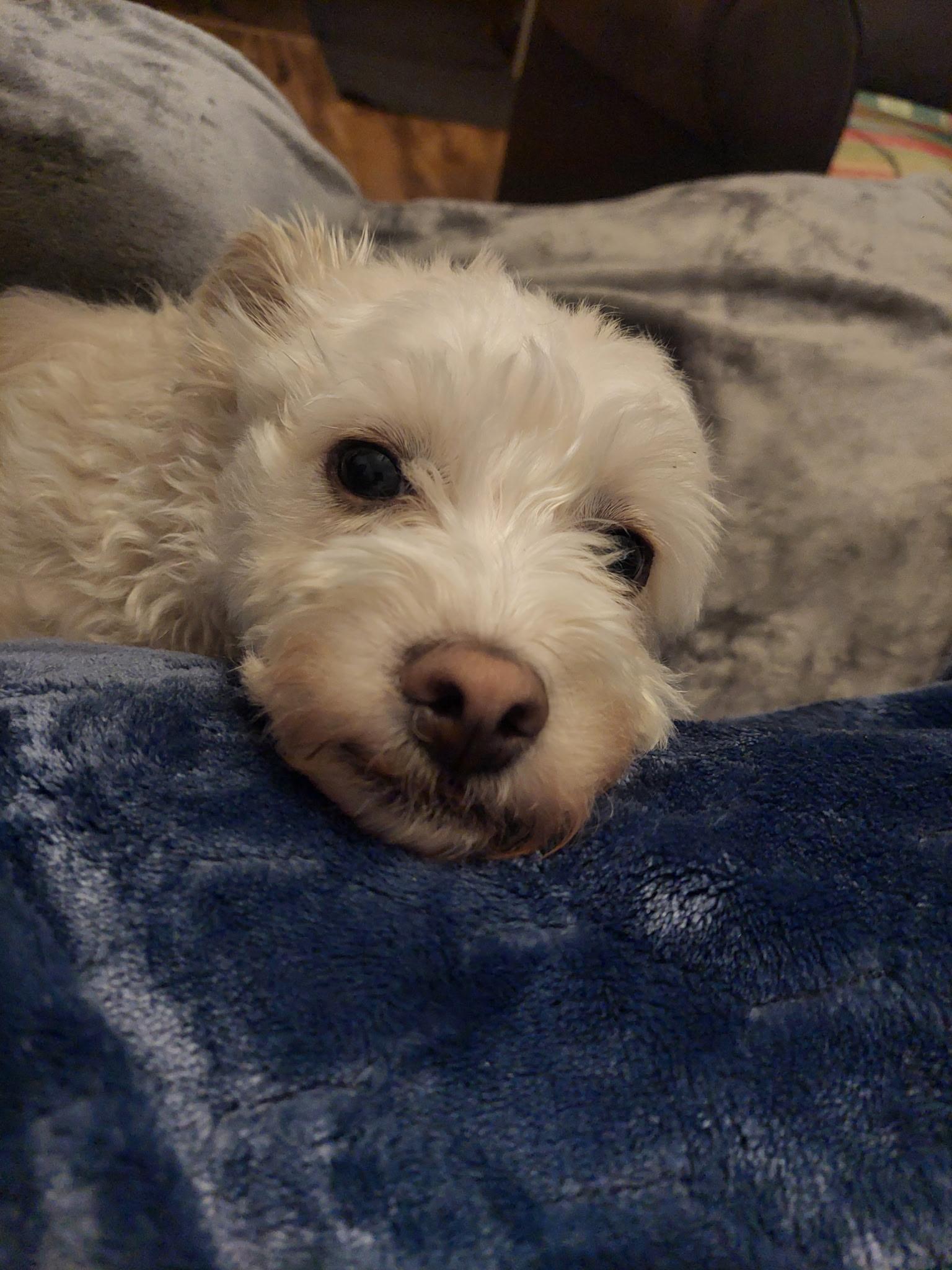 Bennie, a ADOPTABLE Maltipoo in Stockbridge, GA image 3/5