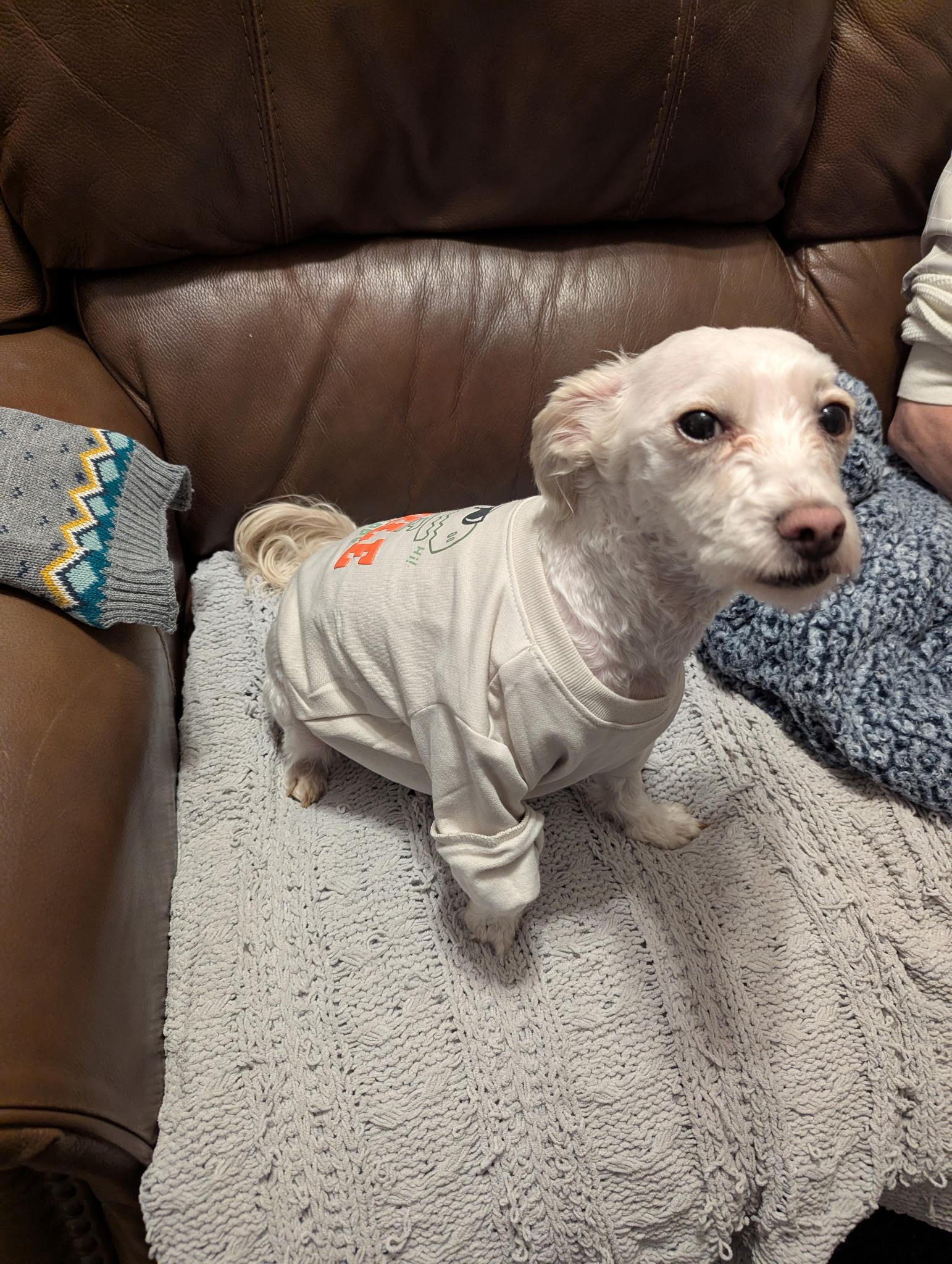 Bennie, a ADOPTABLE Maltipoo in Stockbridge, GA image 2/5