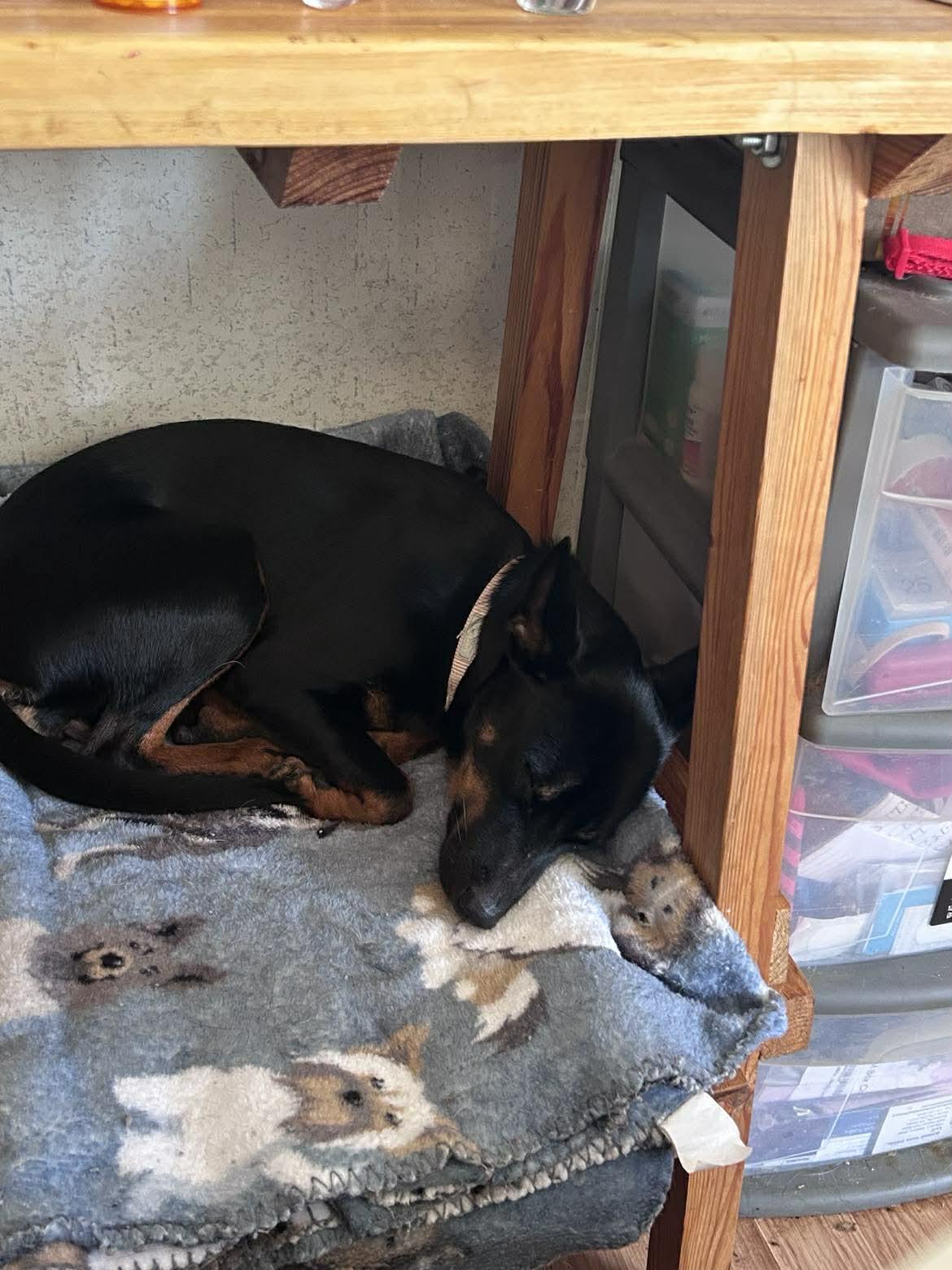 Millie, Adopted, Young Female Miniature Pinscher.