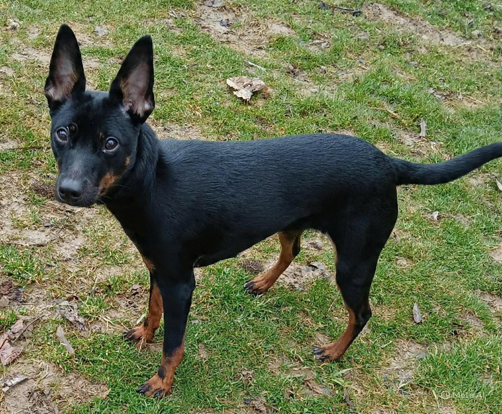 Enlarge Millie, a Adopted Miniature Pinscher in Ceres, VA image 2/3