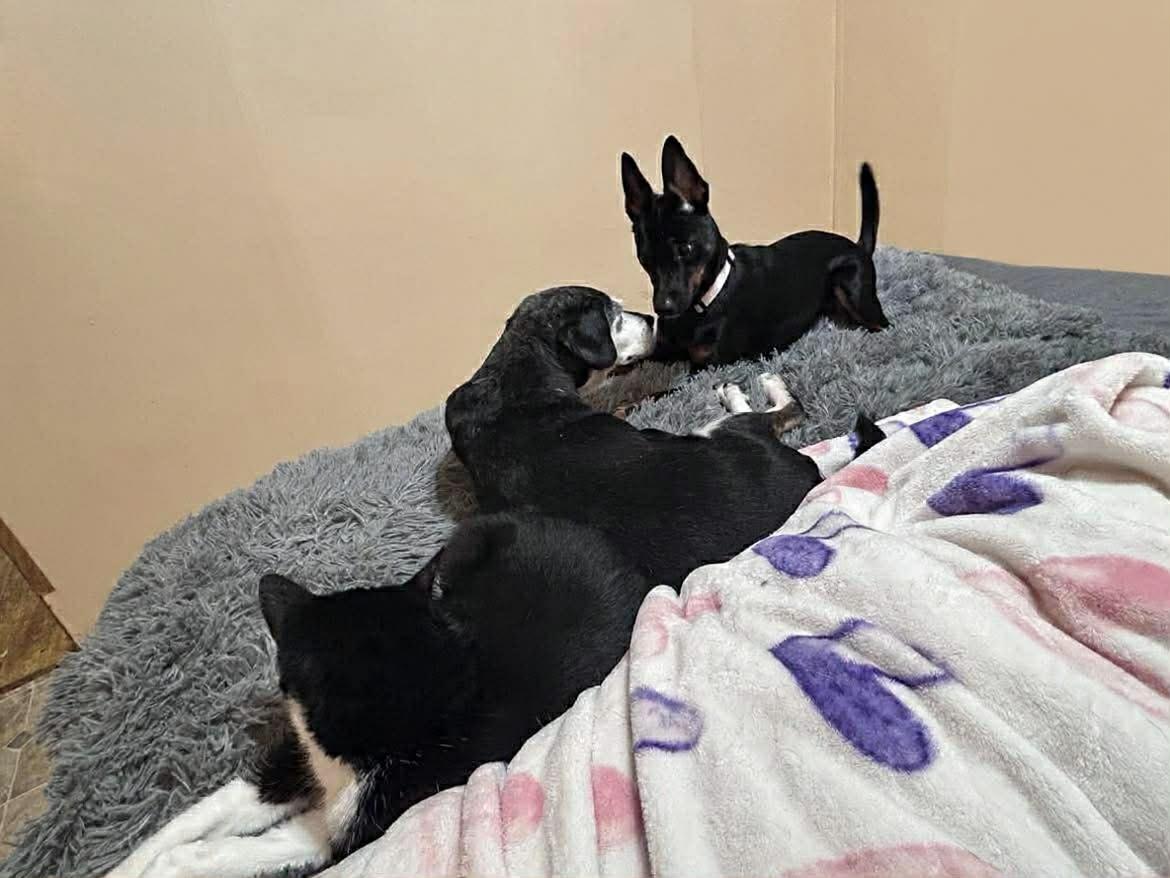 Enlarge Millie, a Adopted Miniature Pinscher in Ceres, VA image 3/3