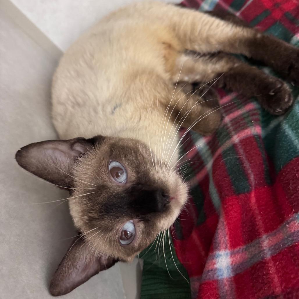 Enlarge Stella, a Adoptable Domestic Short Hair in Summerville, SC image 2/2