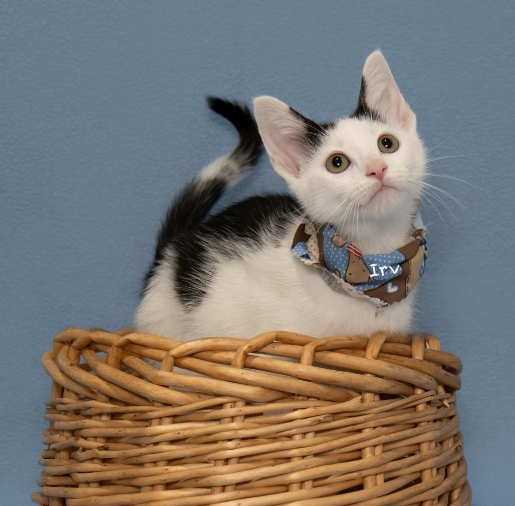 Irv, Adoptable, Kitten Male Domestic Short Hair.
