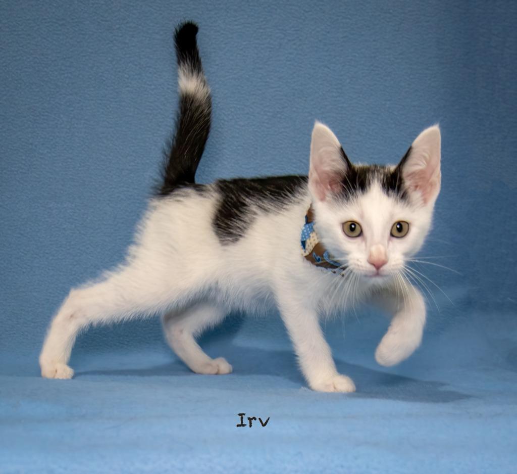 Irv, a Adoptable mixed breed in Hot Springs Village, AR image 2/3