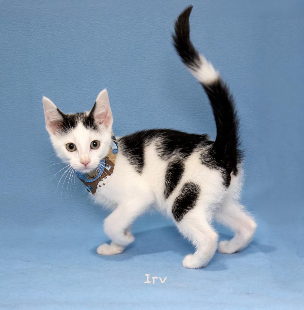 Irv, a Adoptable mixed breed in Hot Springs Village, AR image 3/3