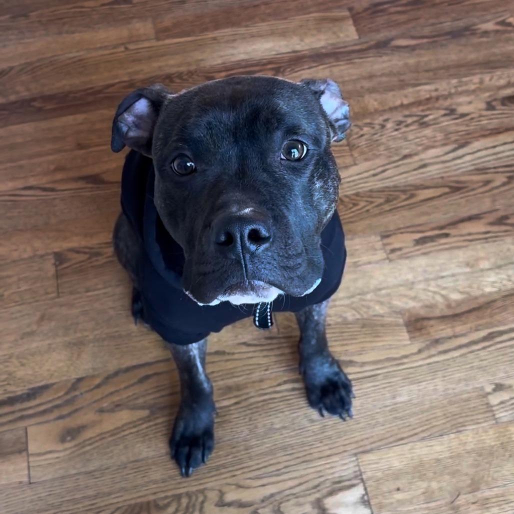 Reggie, a Adoptable Pit Bull Terrier in Kansas City, MO image 1/5