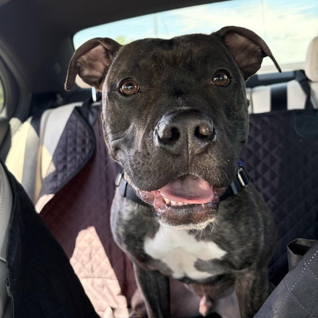 Reggie, a Adoptable Pit Bull Terrier in Kansas City, MO image 3/5