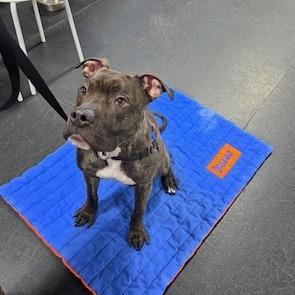 Reggie, a Adoptable Pit Bull Terrier in Kansas City, MO image 2/5