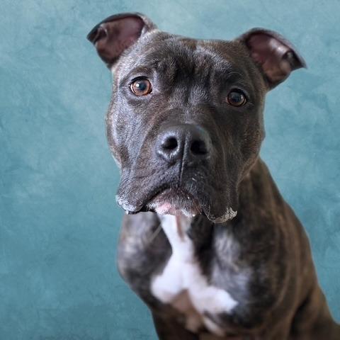 Reggie, a Adoptable Pit Bull Terrier in Kansas City, MO image 4/5