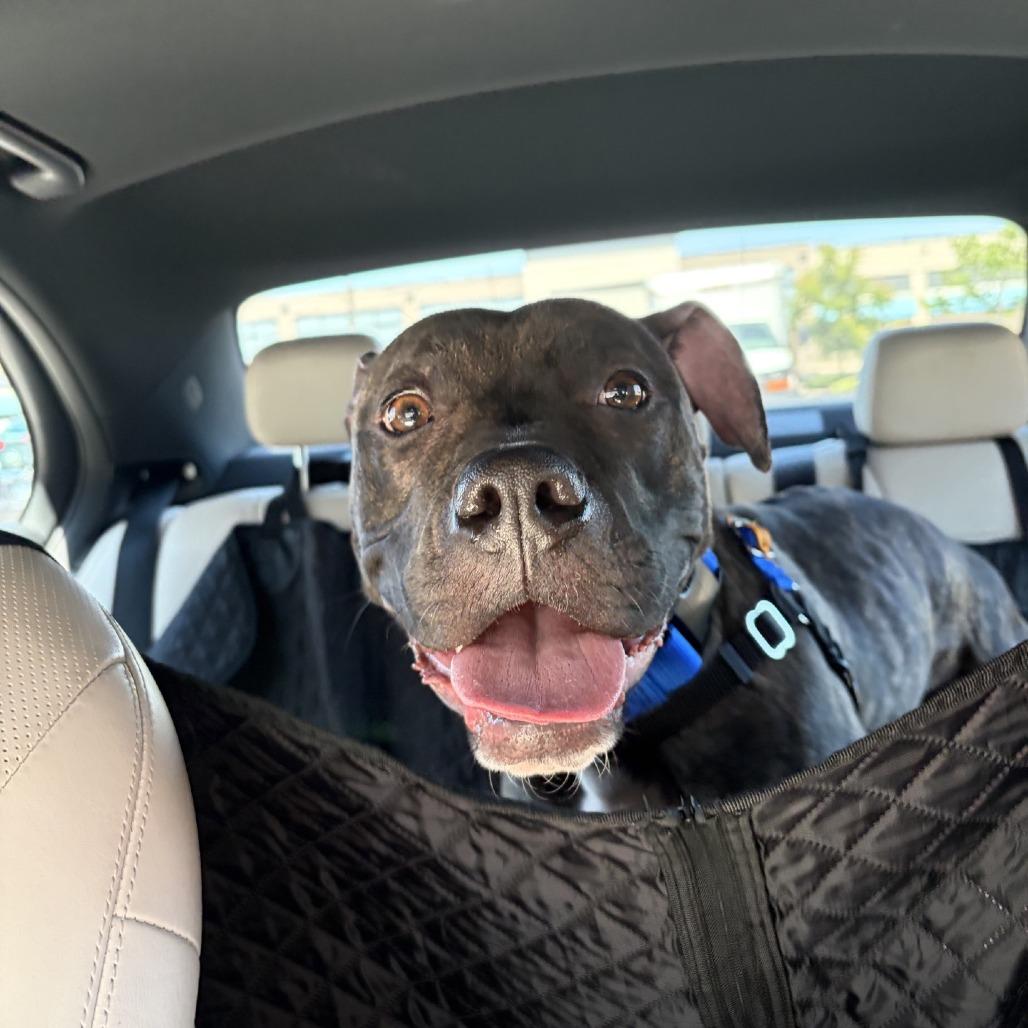 Reggie, a Adoptable Pit Bull Terrier in Kansas City, MO image 3/5