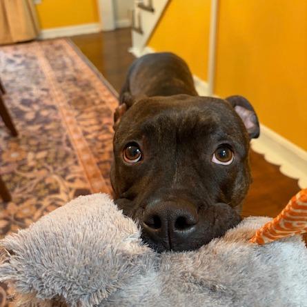 Enlarge Reggie, a Adoptable Pit Bull Terrier in Kansas City, MO image 3/4