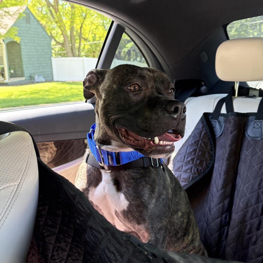 Reggie, a Adoptable Pit Bull Terrier in Kansas City, MO image 4/5