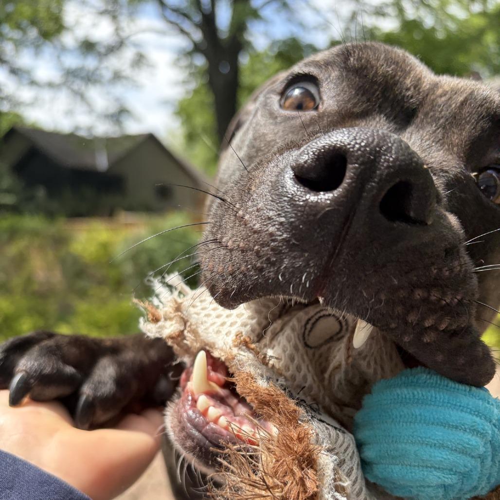 Reggie, a Adoptable Pit Bull Terrier in Kansas City, MO image 5/5