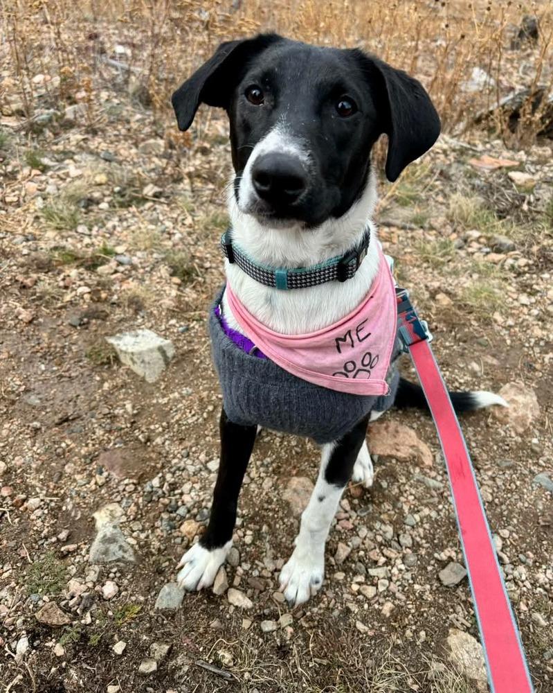 Lady, Adoptable, Adult Female Border Collie & Pointer.
