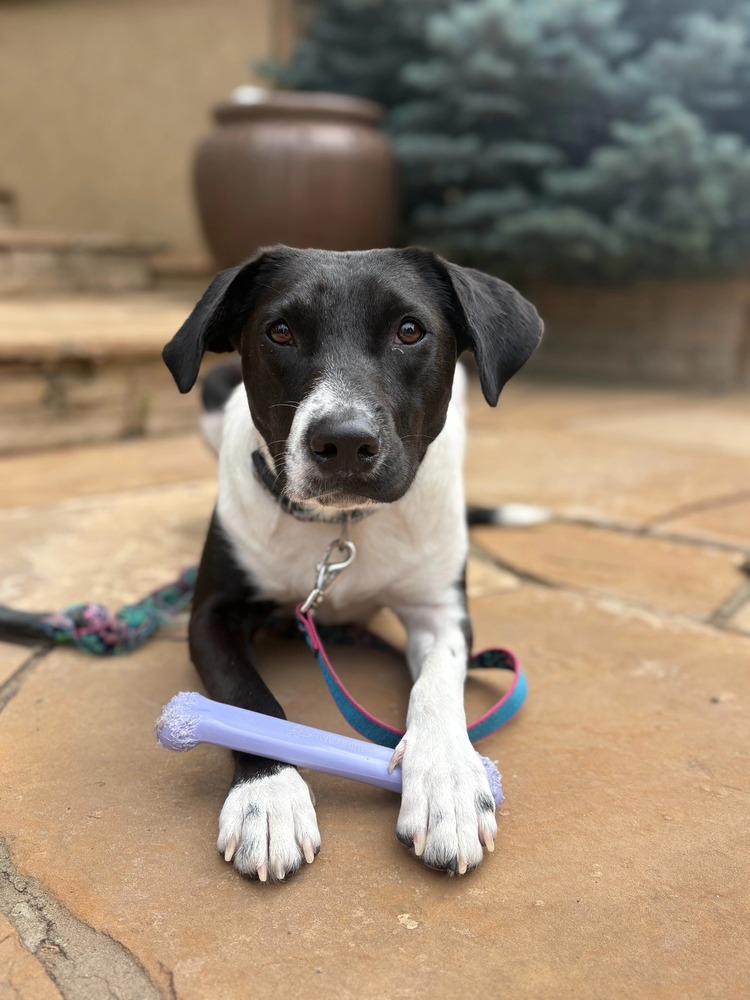Lady, a Adoptable mixed breed in Aurora, CO image 2/6