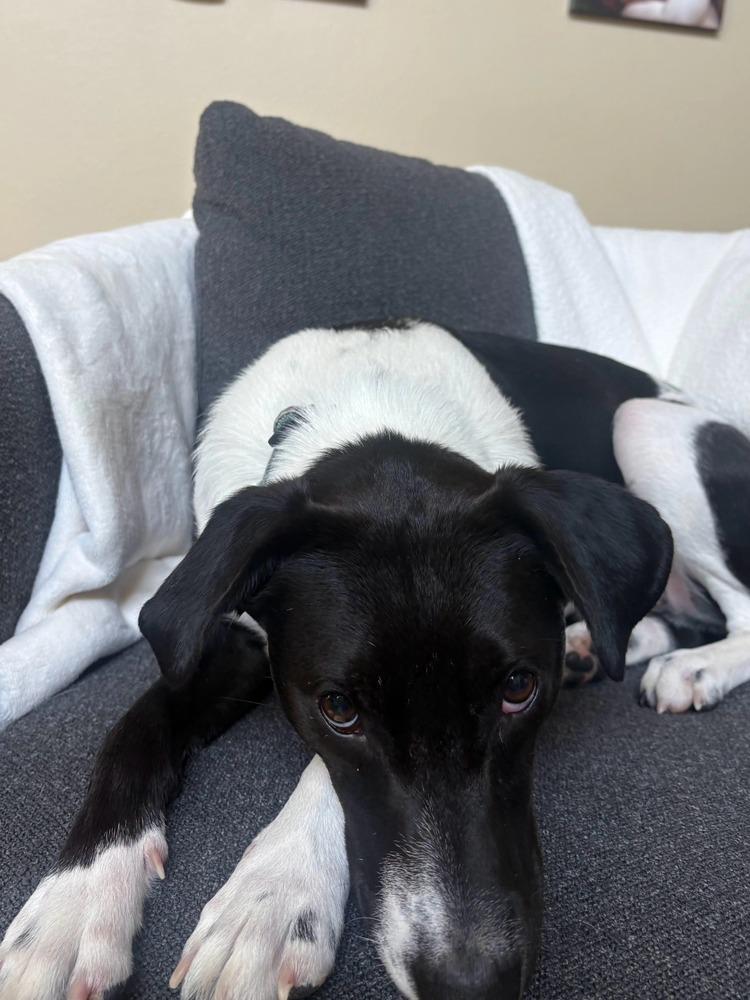 Lady, a Adoptable mixed breed in Aurora, CO image 3/6