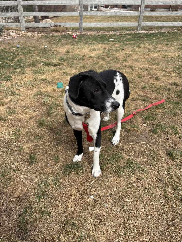 Lady, a Adoptable mixed breed in Aurora, CO image 4/6
