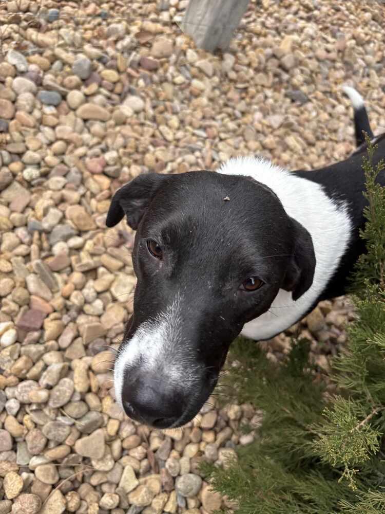Lady, a Adoptable mixed breed in Aurora, CO image 5/6