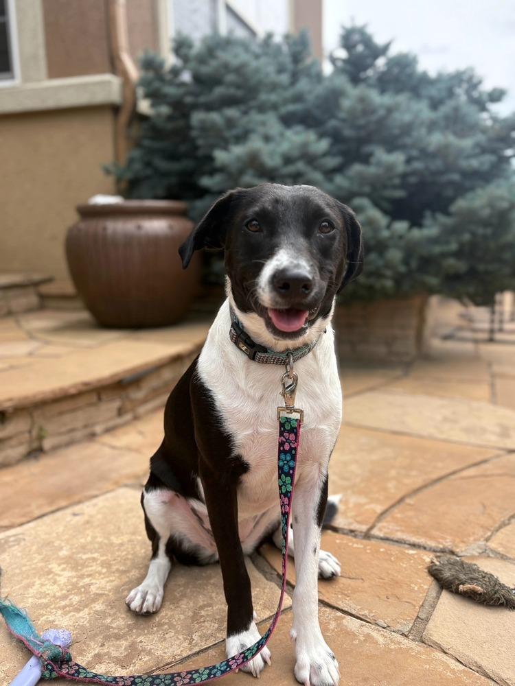 Lady, a Adoptable mixed breed in Aurora, CO image 6/6