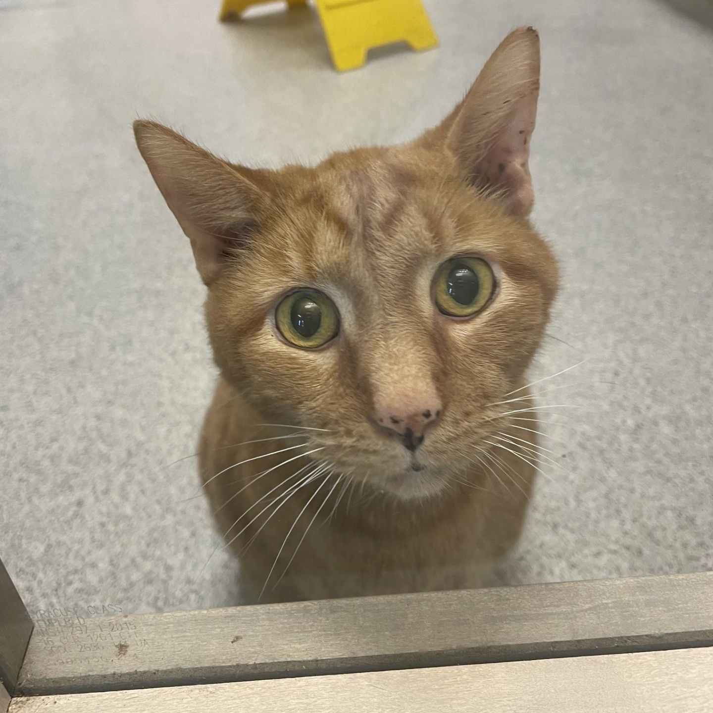 Enlarge Cocoa, a Adoptable Domestic Short Hair in Cooperstown, NY image 2/3