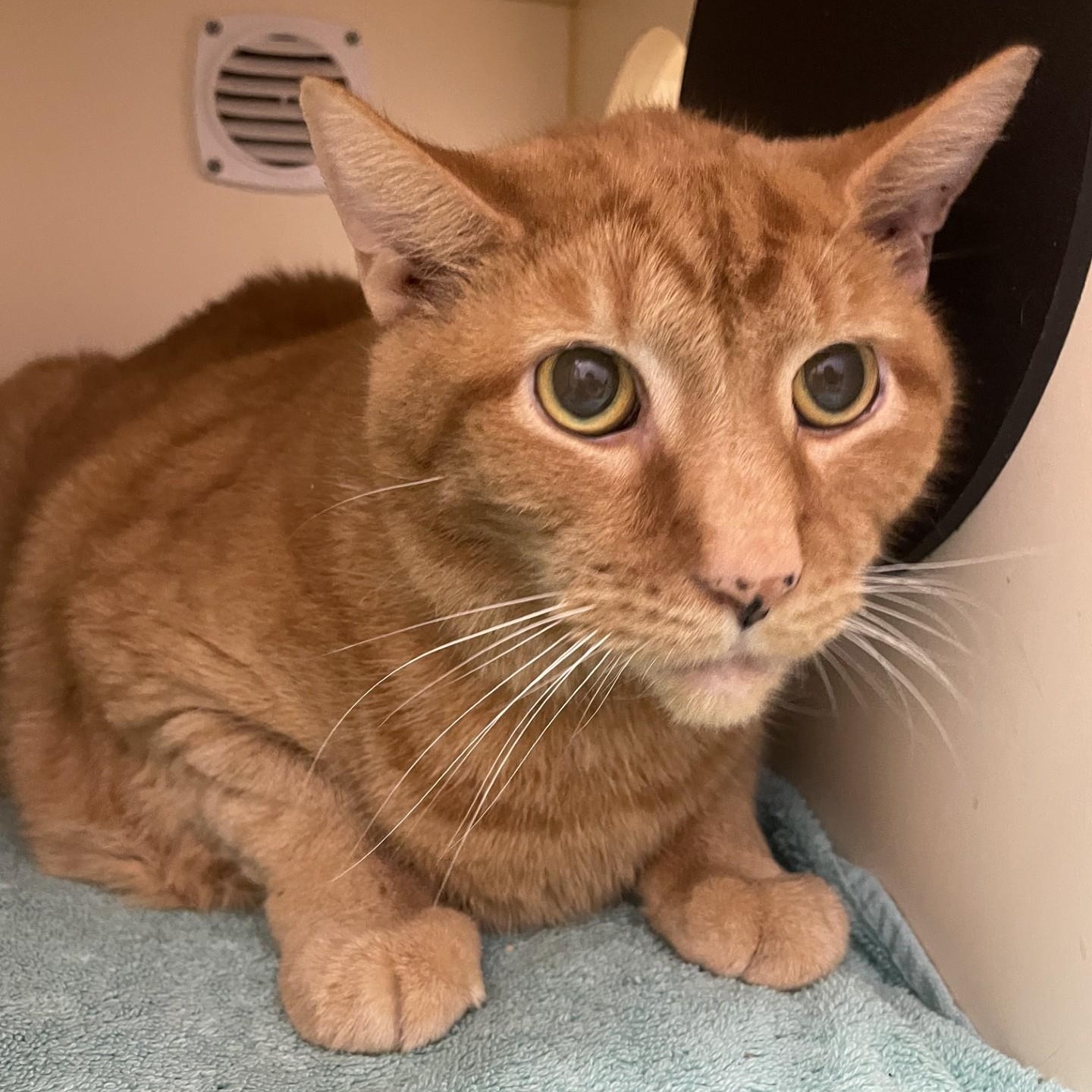 Enlarge Cocoa, a Adoptable Domestic Short Hair in Cooperstown, NY image 3/3