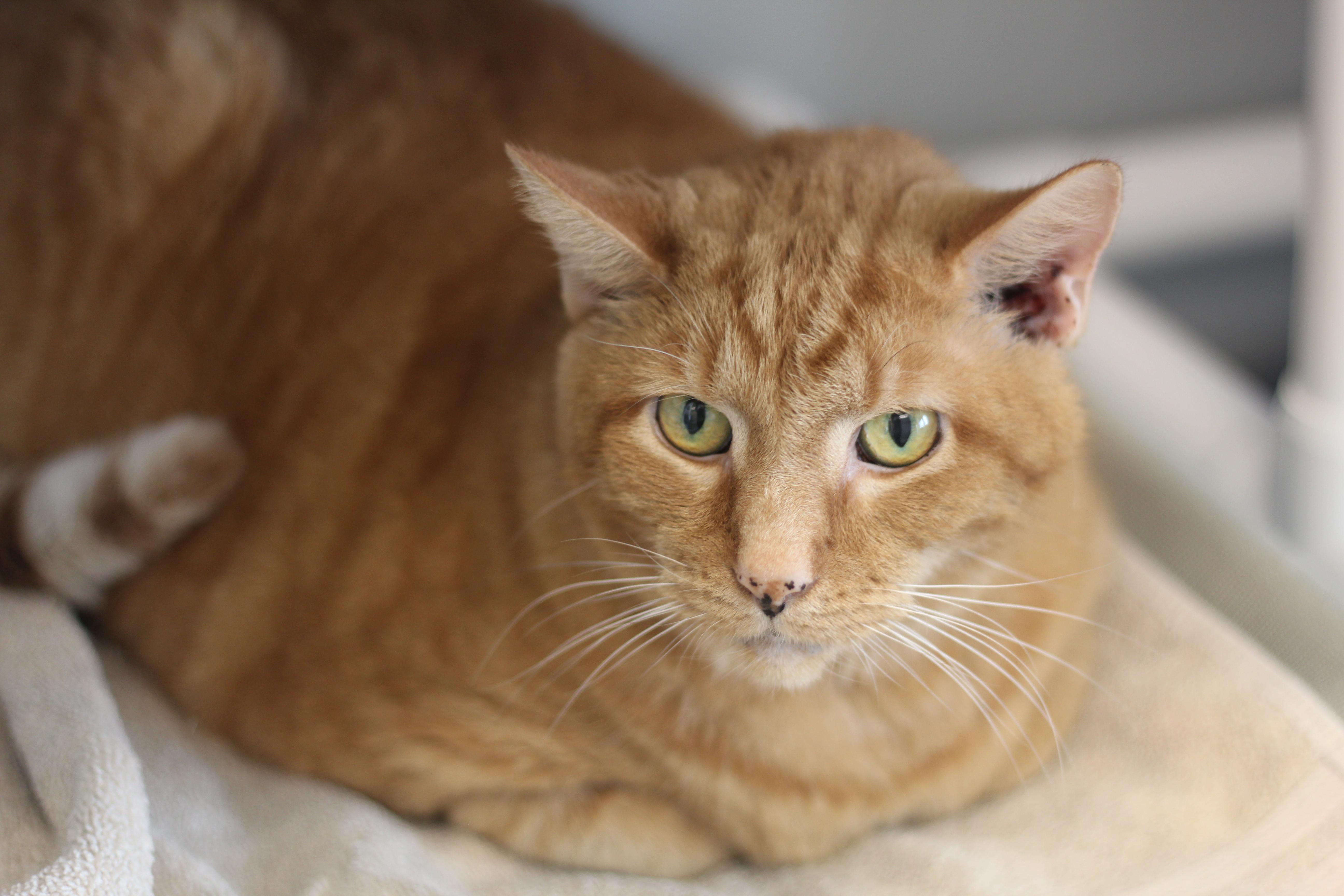Cocoa, Adoptable, Senior Male Domestic Short Hair.