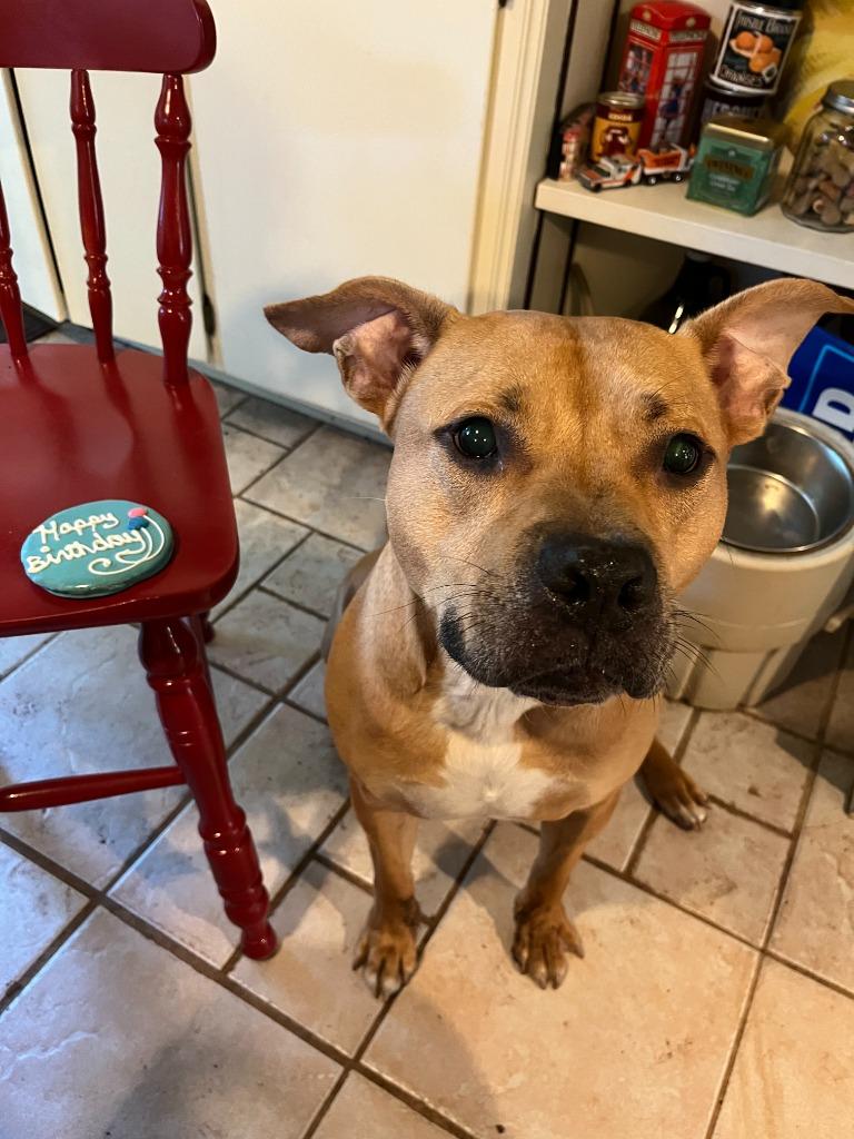 Nacho (Courtesy Post), Adoptable, Adult Male American Staffordshire Terrier.