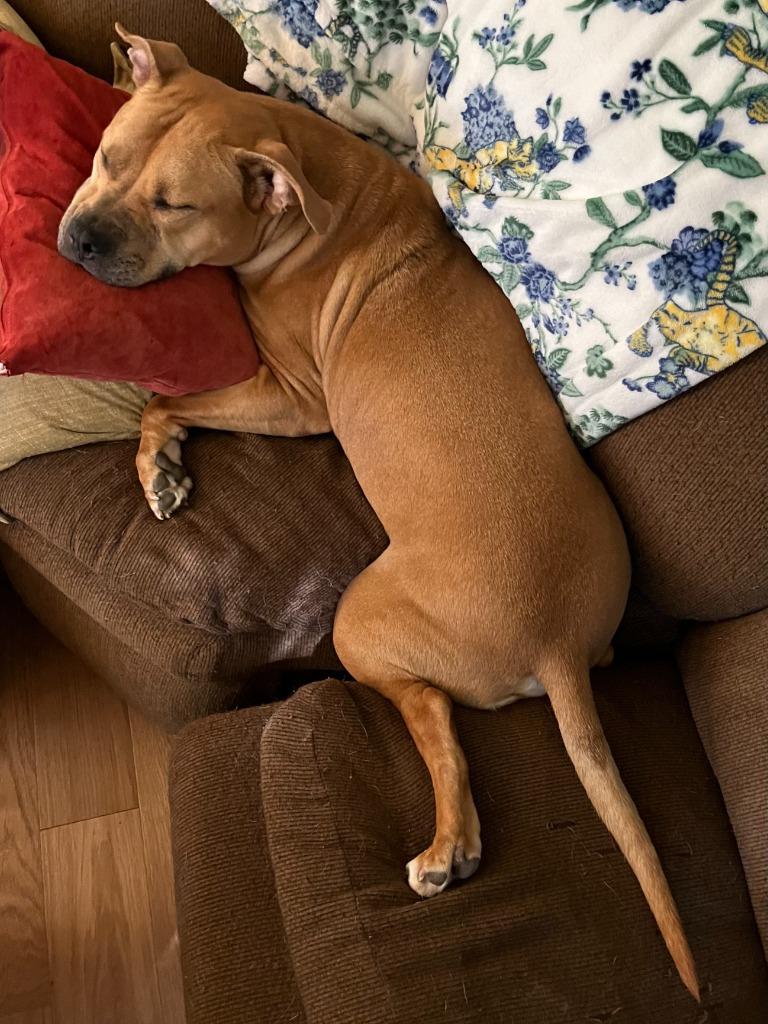 Enlarge Nacho (Courtesy Post), a Adoptable mixed breed in Ewing, NJ image 2/6