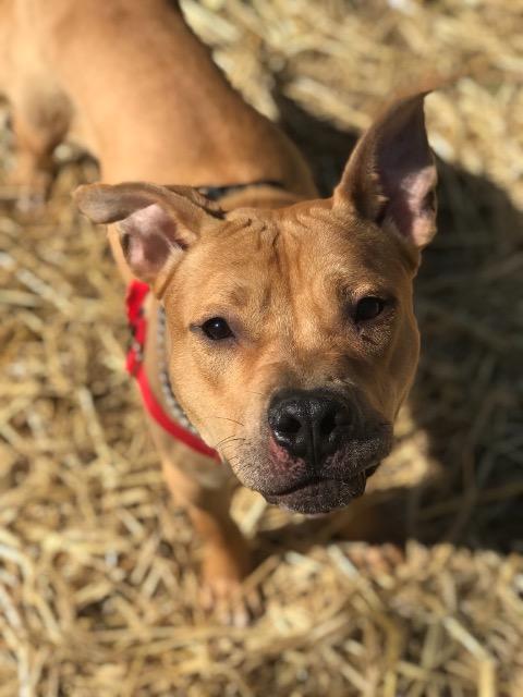 Enlarge Nacho (Courtesy Post), a Adoptable mixed breed in Ewing, NJ image 3/6