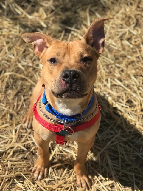 Enlarge Nacho (Courtesy Post), a Adoptable mixed breed in Ewing, NJ image 4/6