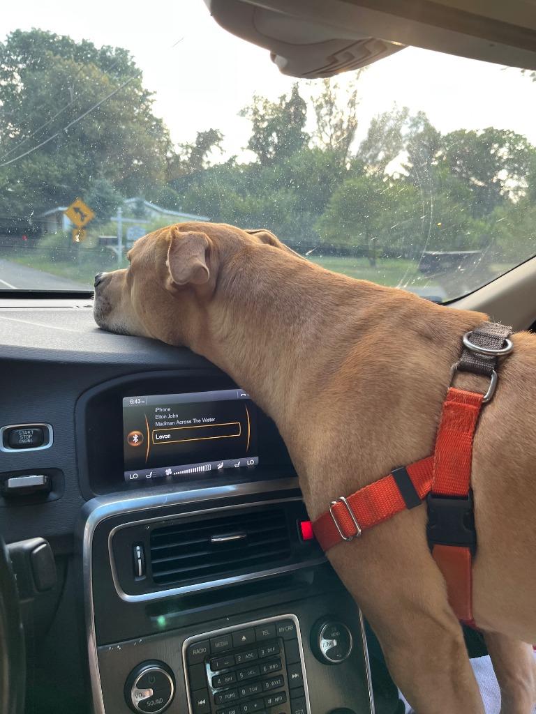 Enlarge Nacho (Courtesy Post), a Adoptable mixed breed in Ewing, NJ image 5/6