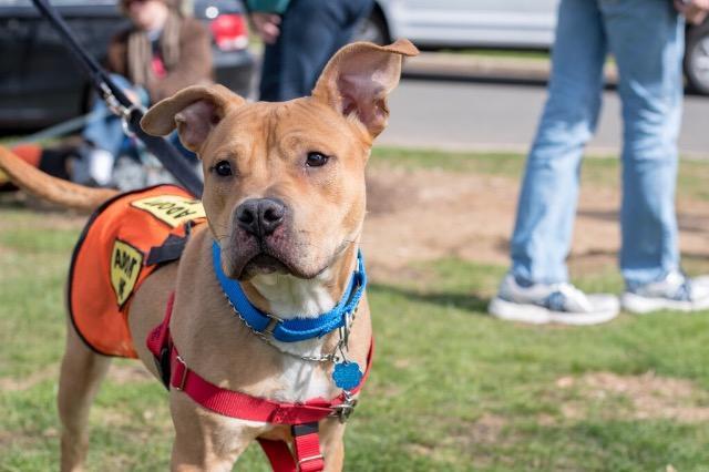 Enlarge Nacho (Courtesy Post), a Adoptable mixed breed in Ewing, NJ image 6/6