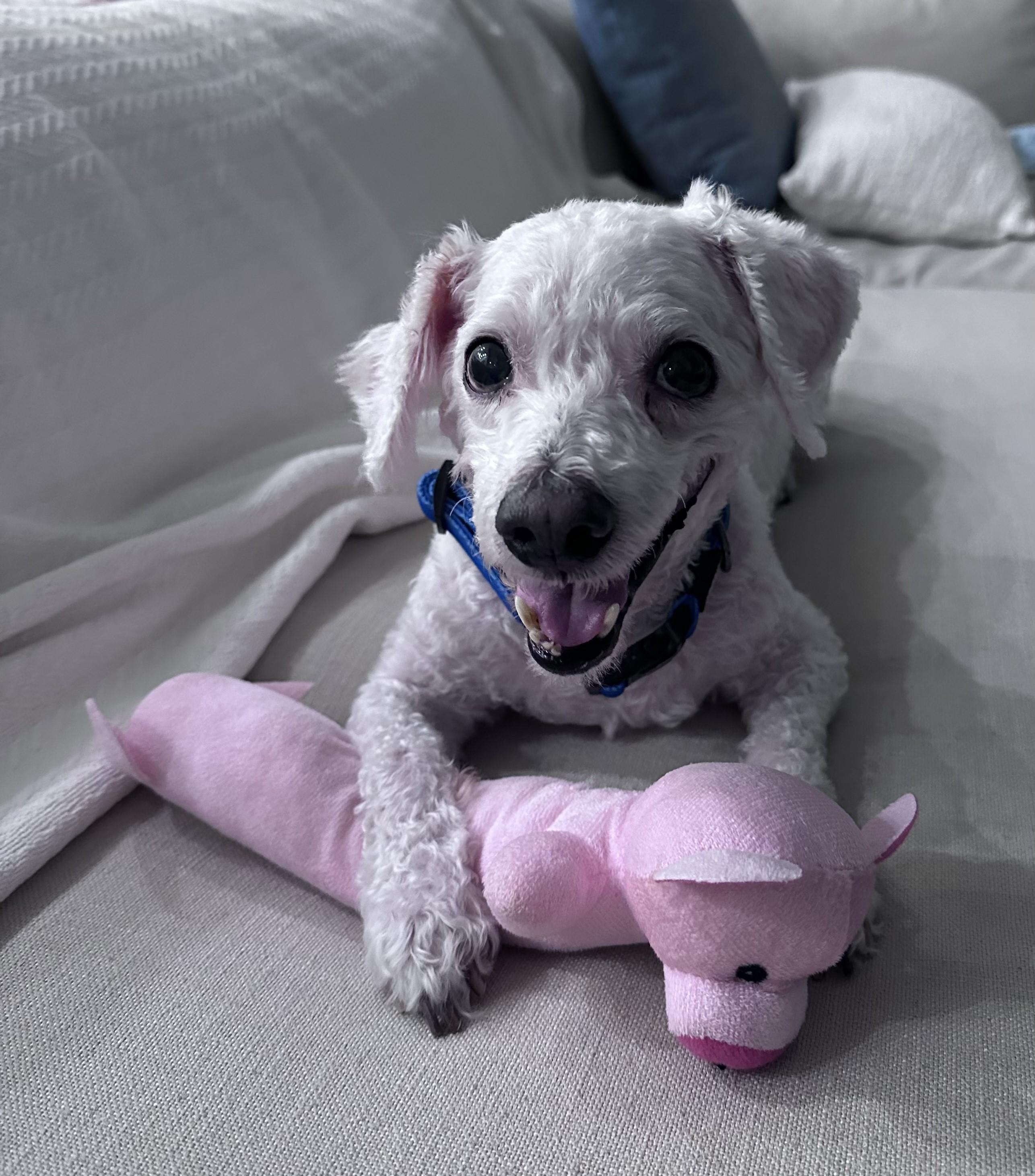 Enlarge Blizzard, a Adopted Bichon Frise in Jacksonville, FL image 1/3