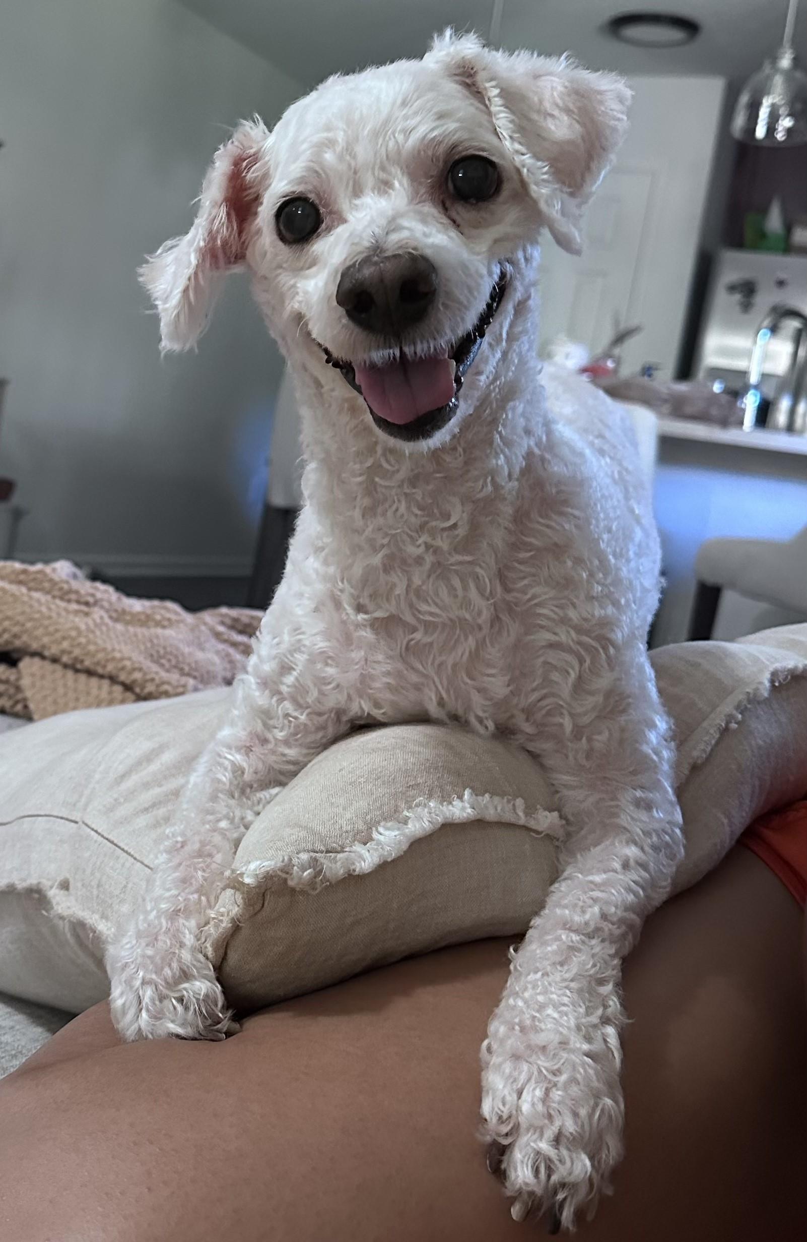 Enlarge Blizzard, a Adopted Bichon Frise in Jacksonville, FL image 2/3