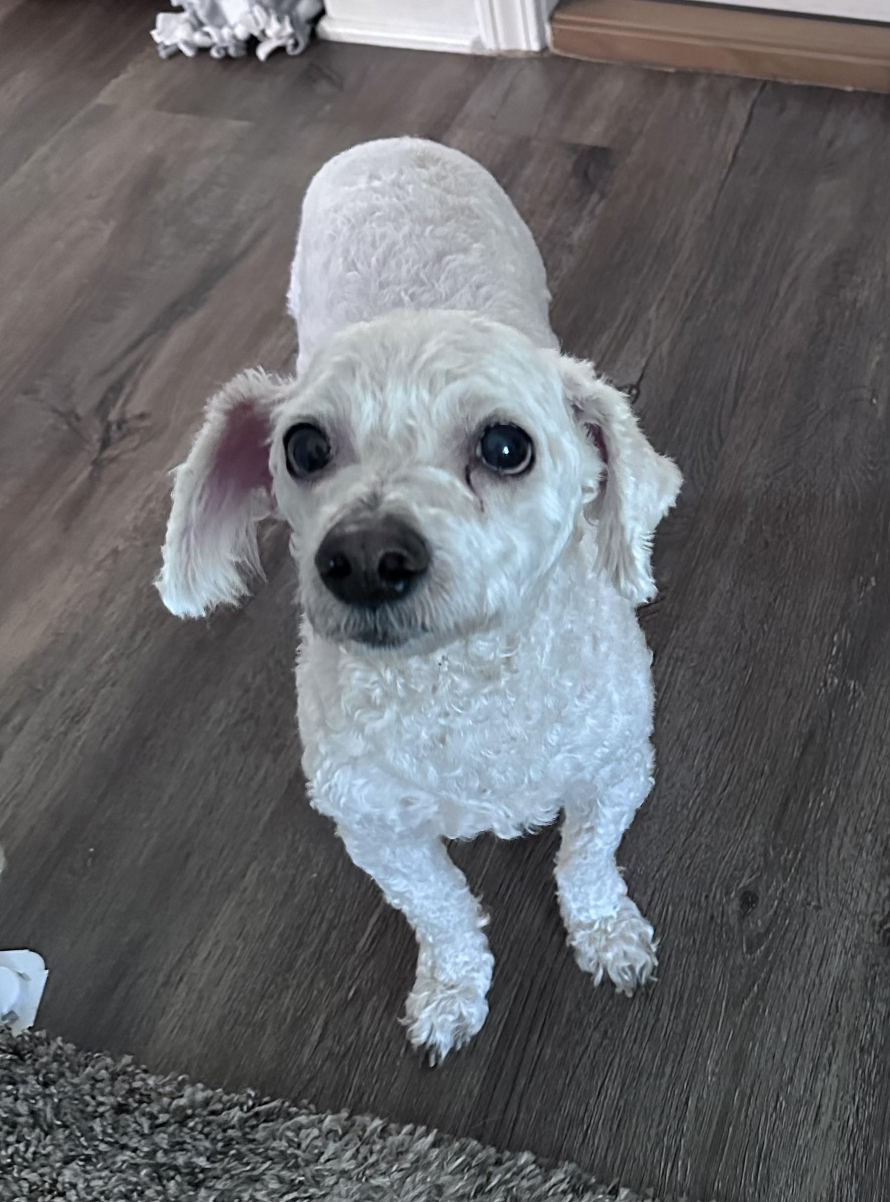 Enlarge Blizzard, a Adopted Bichon Frise in Jacksonville, FL image 3/3