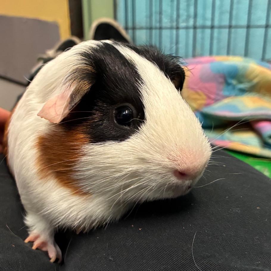 Butter Waffles, Adoptable, Adult Male Guinea Pig & Guinea Pig.