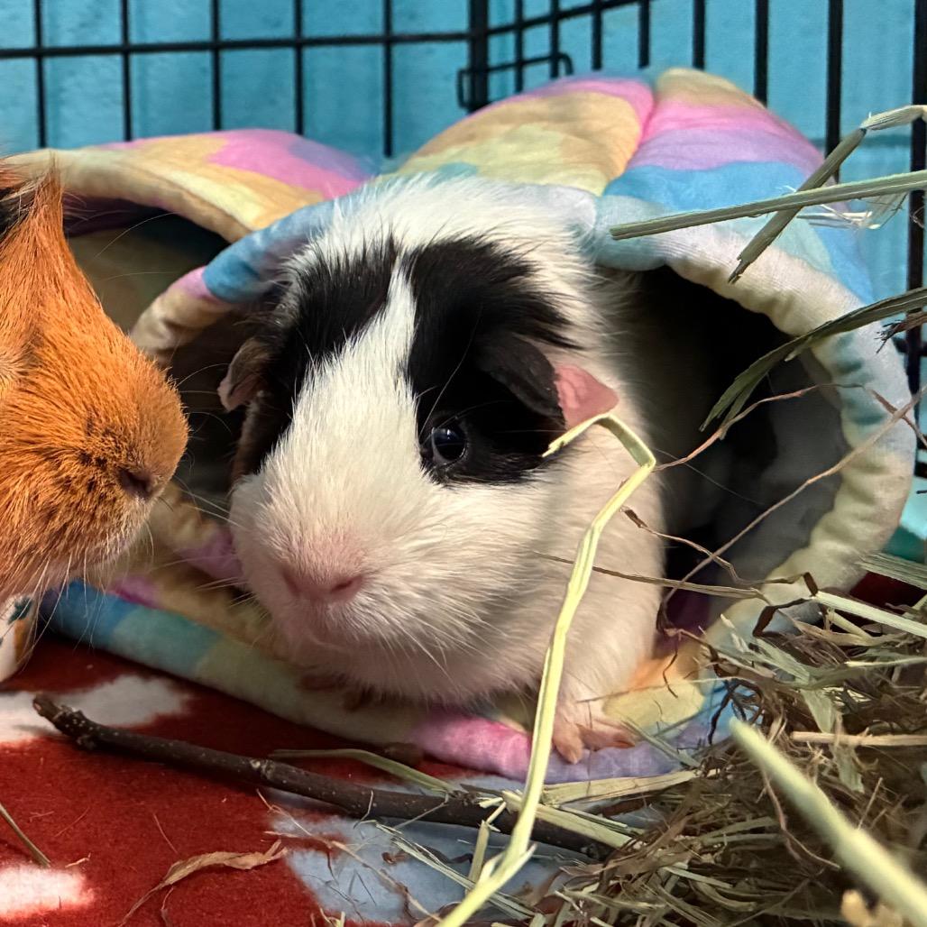 Butter Waffles, a Adoptable mixed breed in Providence, RI image 2/6