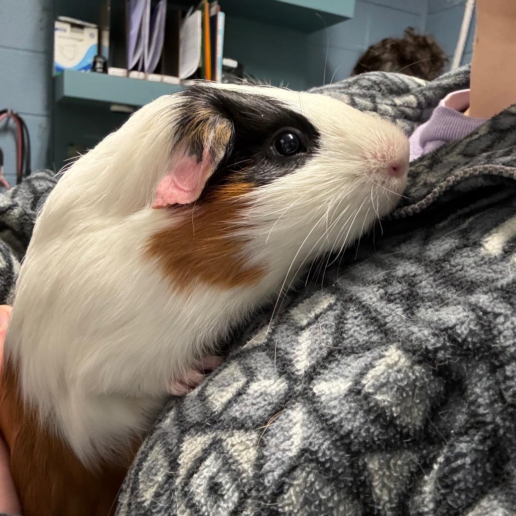 Butter Waffles, a Adoptable mixed breed in Providence, RI image 3/6