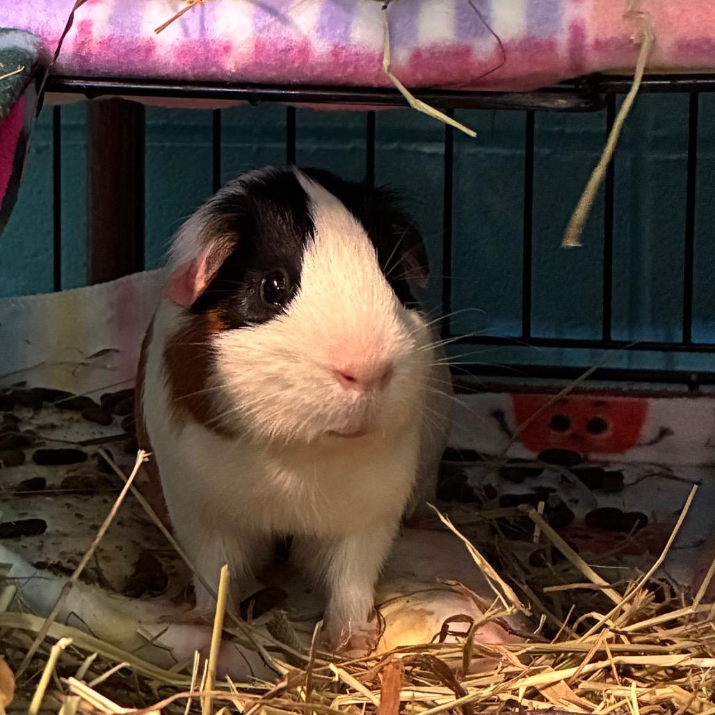 Butter Waffles, a Adoptable mixed breed in Providence, RI image 5/6