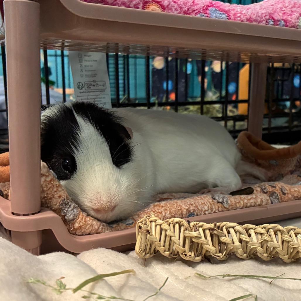 Butter Waffles, a Adoptable mixed breed in Providence, RI image 6/6