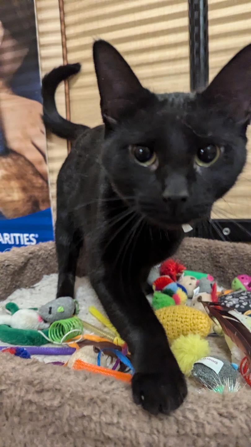 Enlarge Mayveth, a ADOPTABLE Domestic Short Hair in Noblesville, IN image 2/3