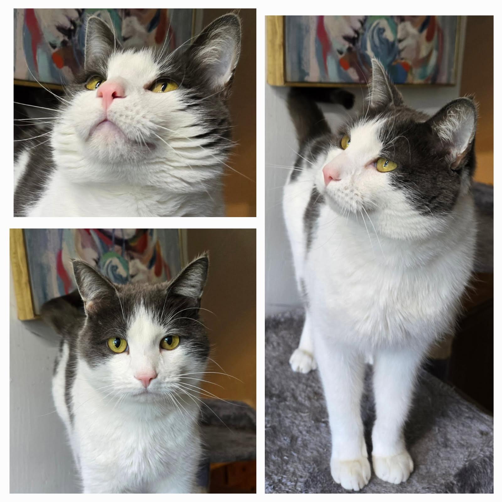 Pud Pud, Adopted, Young Male Domestic Short Hair.