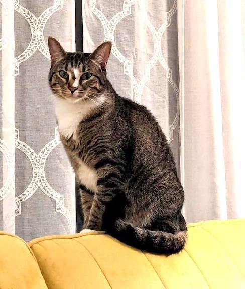 Enlarge Gamora, a Adoptable Domestic Short Hair in Albemarle, NC image 1/3