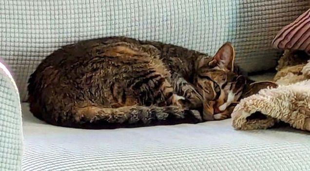 Enlarge Gamora, a Adoptable Domestic Short Hair in Albemarle, NC image 2/3