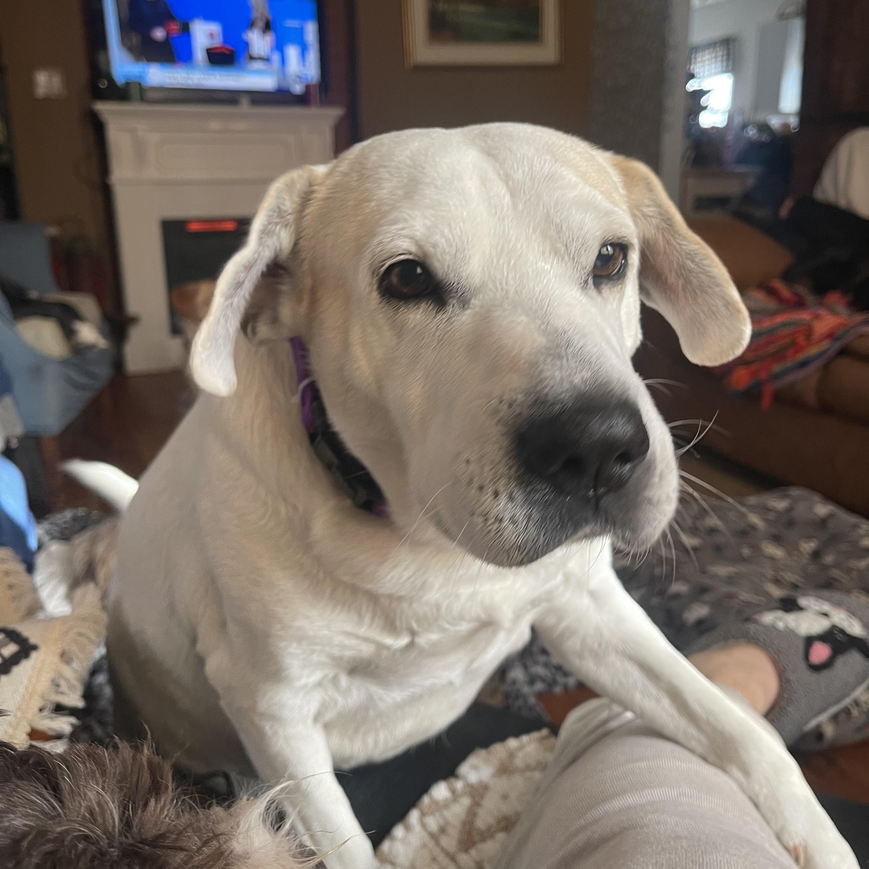 Papi, Adoptable, Adult Male Yellow Labrador Retriever.