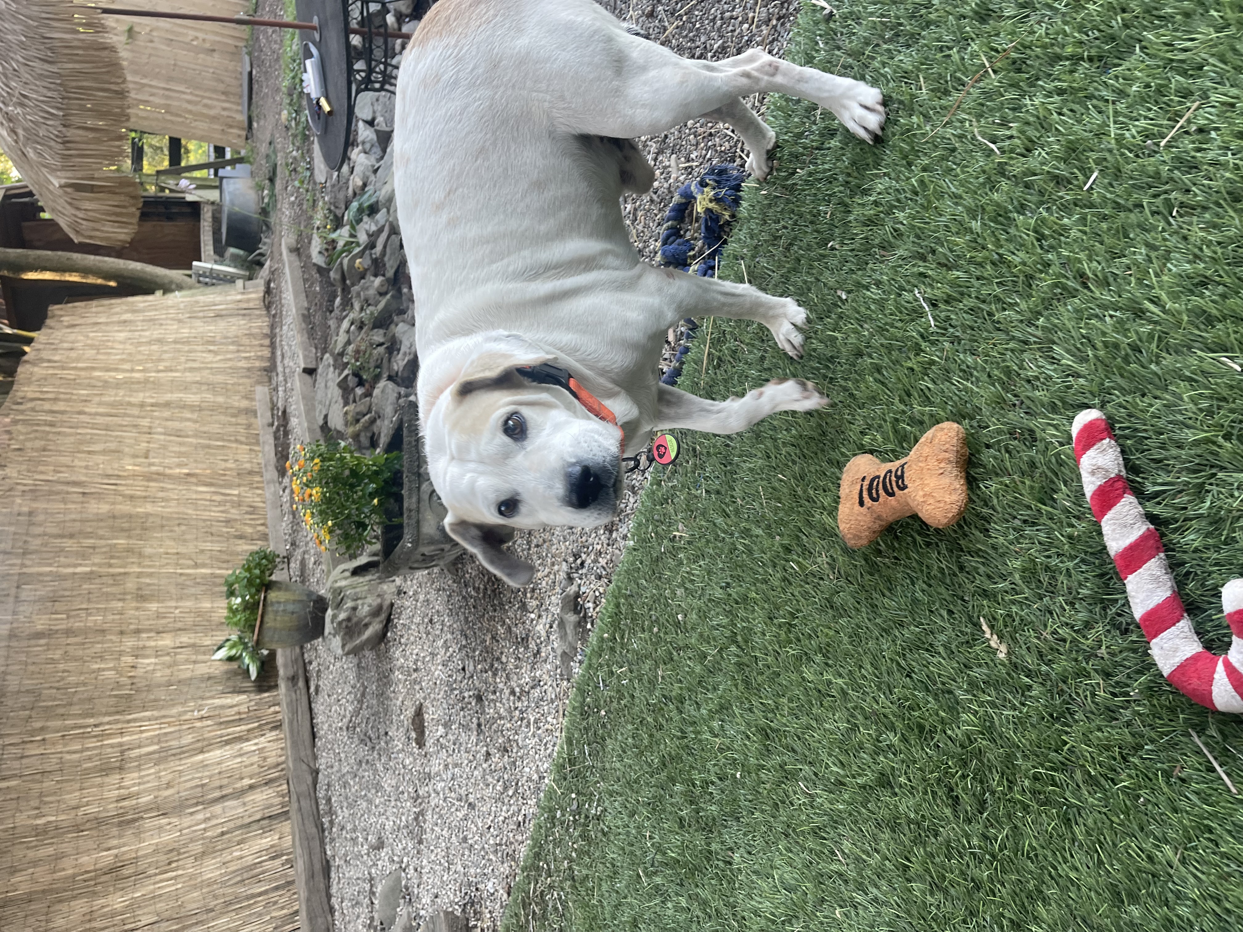 Enlarge Papi, a Adoptable mixed breed in Pleasant Valley, NY image 6/6