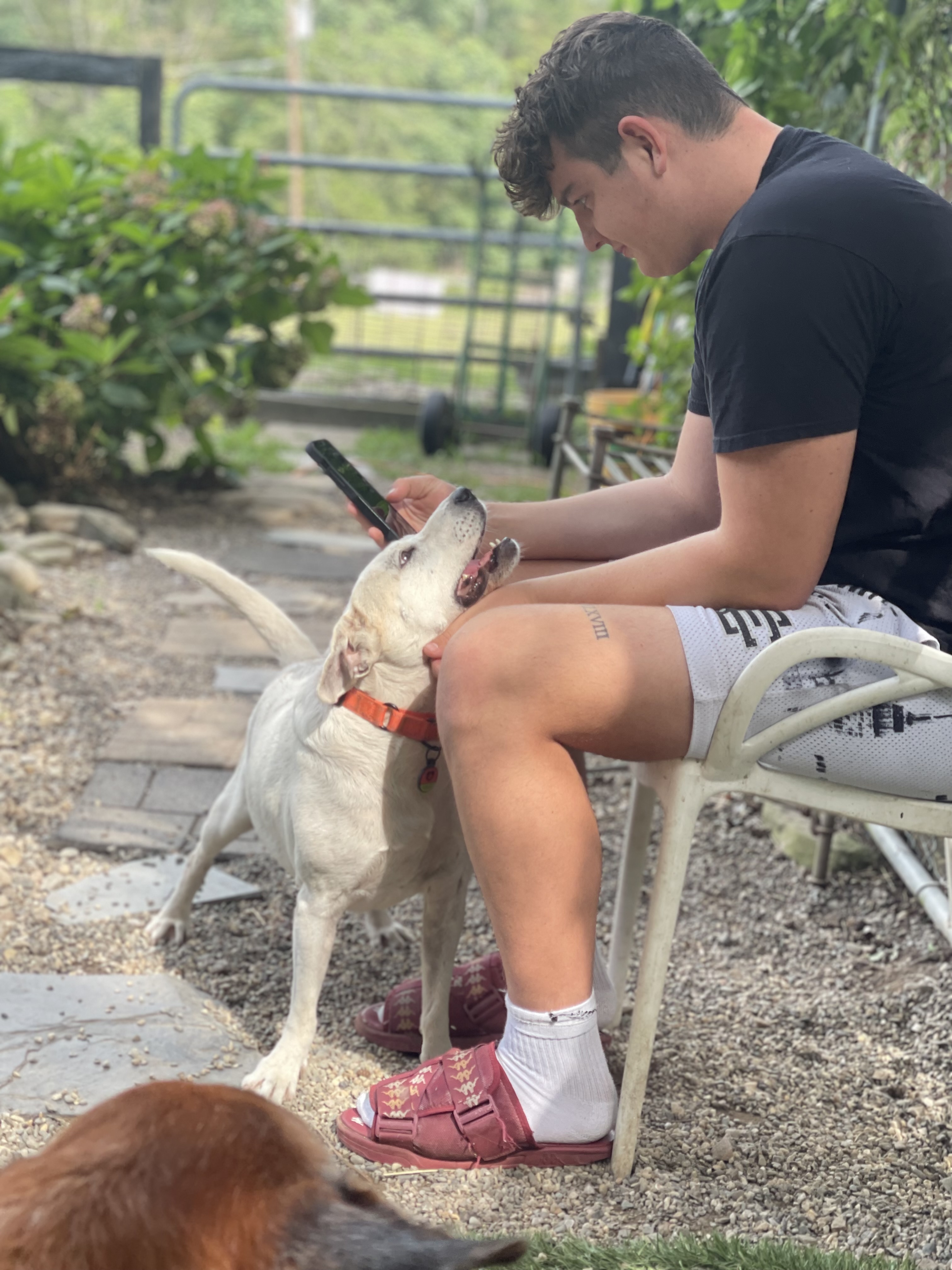 Enlarge Papi, a Adoptable mixed breed in Pleasant Valley, NY image 5/6