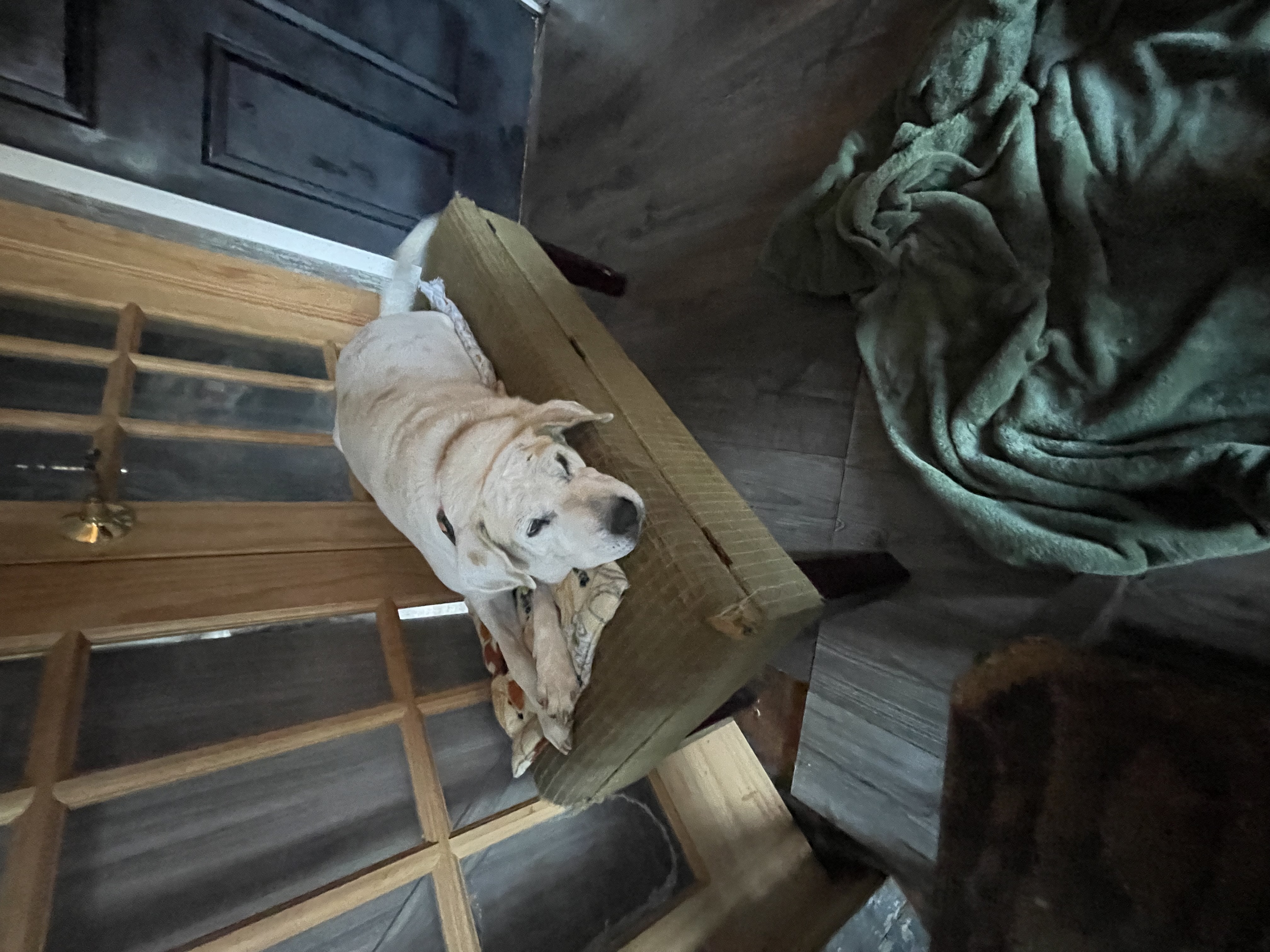 Enlarge Papi, a Adoptable mixed breed in Pleasant Valley, NY image 2/6