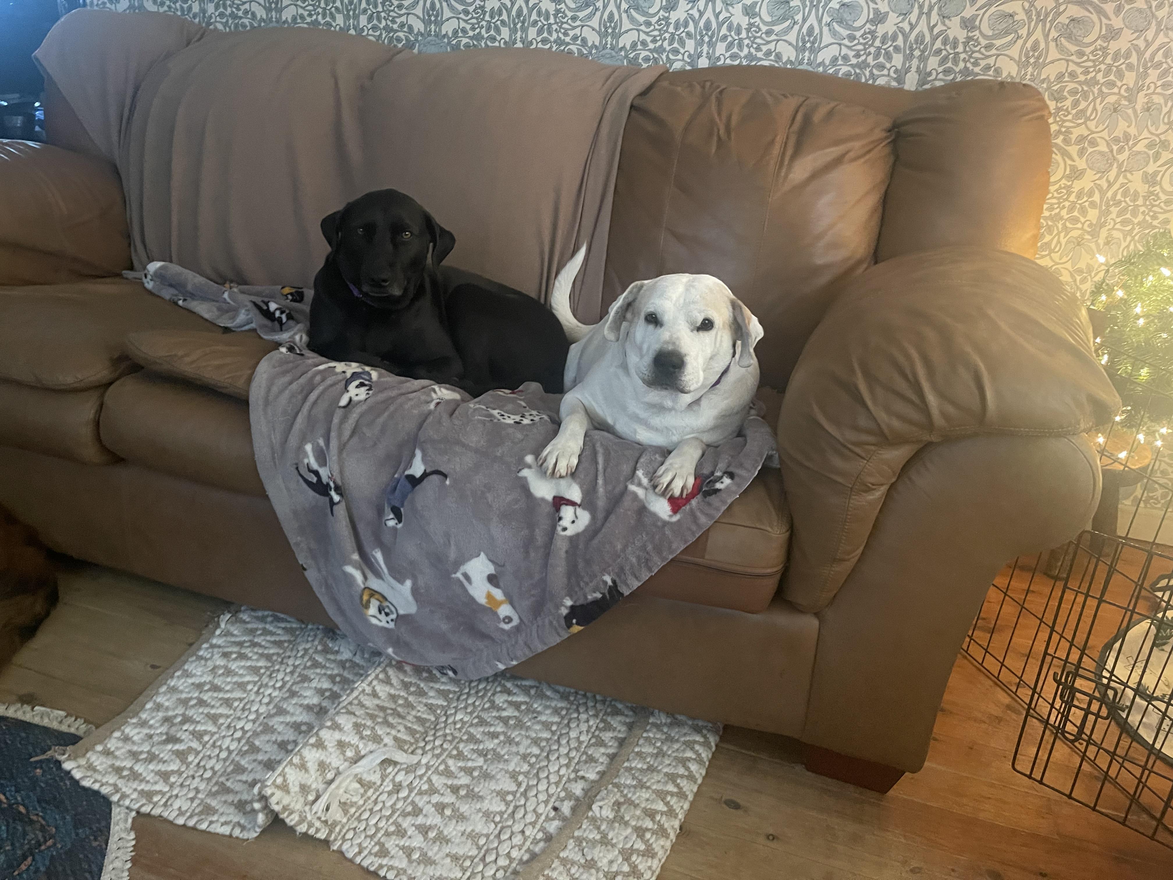 Enlarge Papi, a Adoptable mixed breed in Pleasant Valley, NY image 3/6